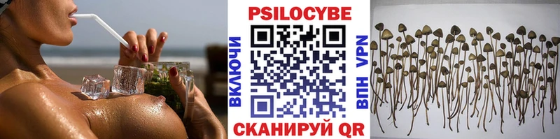 Купить где Заполярный Псилоцибиновые грибы Psilocybine cubensis